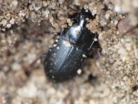 Carabidae