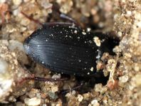 Carabidae