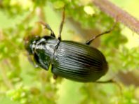 Carabidae