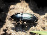 Laufkäfer, Carabidae