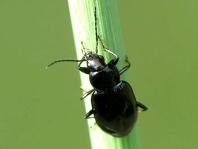 Carabidae