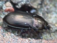 Laufkäfer, Carabidae