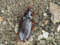 Nebria brevicollis
