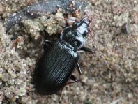 Nebria brevicollis