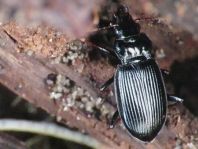 Nebria sp.