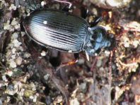 Nebria sp.