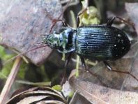 Nebria brevicollis
