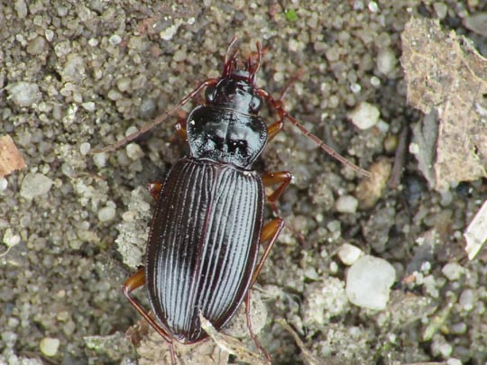 Nebria brevicollis