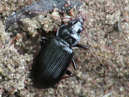 Nebria brevicollis