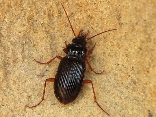 Nebria brevicollis