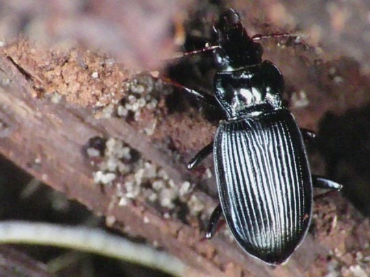 Nebria sp.