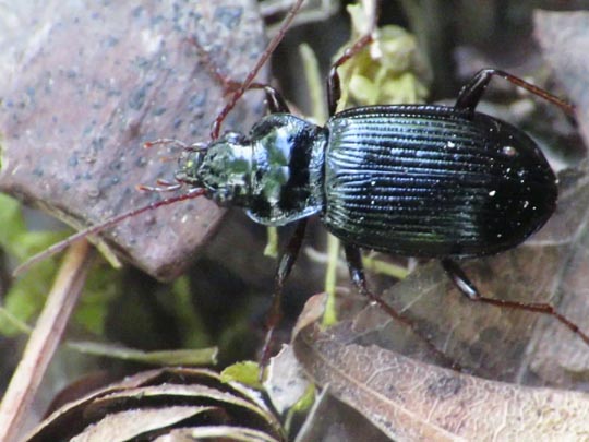 Nebria brevicollis
