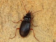 Nebria brevicollis