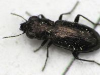 Notiophilus sp.