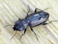 Notiophilus sp.