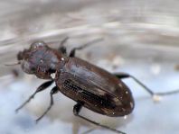 Notiophilus aesthuans