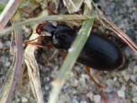 Ophonus sp.
