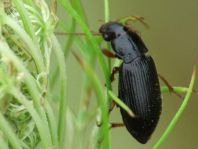 Ophonus sp.