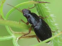 Ophonus sp.