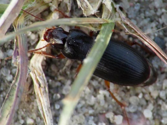 Ophonus sp.