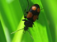 Panagaeus cruxmajor