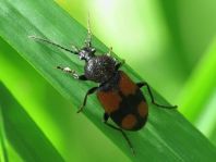 Panagaeus cruxmajor