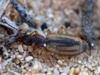 Philorhizus sp.