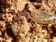 Philorhizus sp.