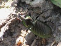 Poecilus cupreus