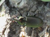 Poecilus cupreus