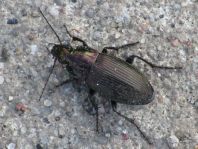 Poecilus cupreus
