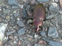 Poecilus cupreus