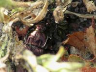 Poecilus cupreus