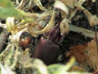 Poecilus cupreus