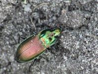 Poecilus