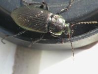 Poecilus