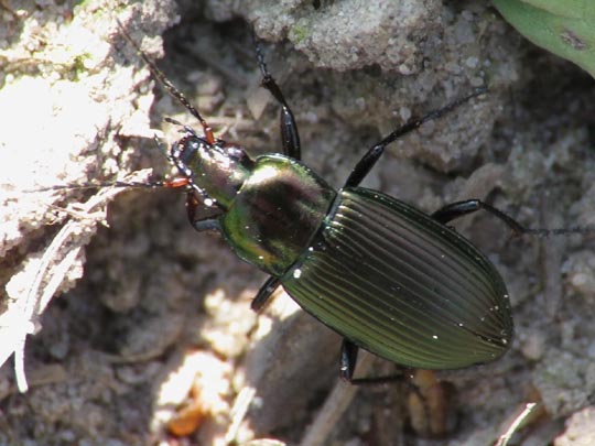 Poecilus versicolor