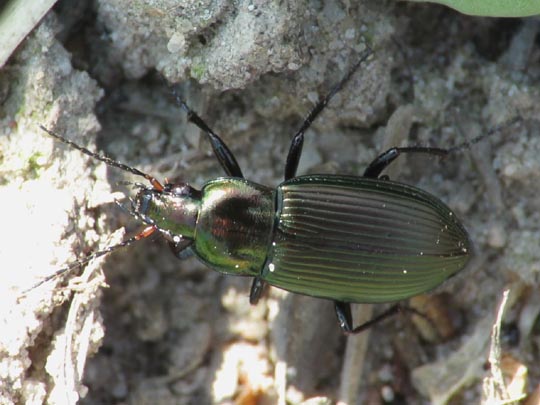 Poecilus versicolor