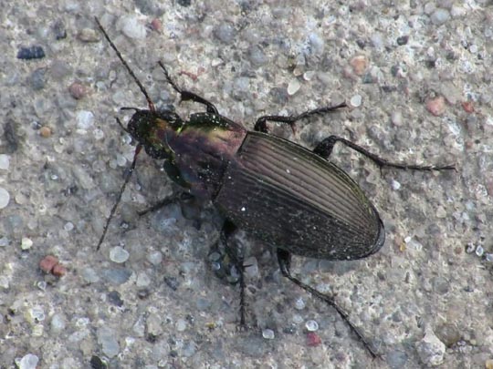 Poecilus cupreus