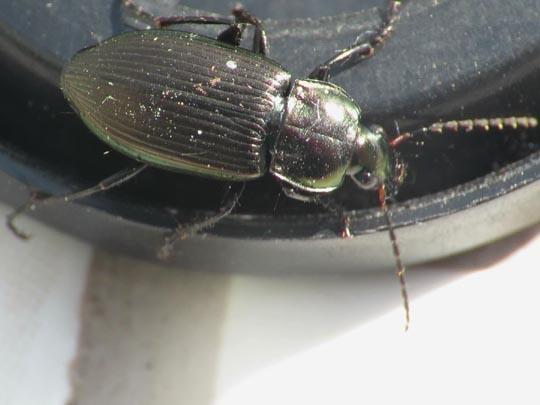 Poecilus