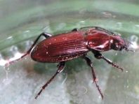 Poecilus lepidus, Zierlicher Buntgrabläufer