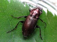 Poecilus lepidus, Zierlicher Buntgrabläufer