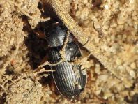 Pseudoophonus griseus