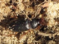 Pseudoophonus griseus