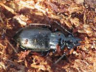 Pterostichus oblongopunctatus, Echter Schulterläufer