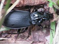 Pterostichus niger