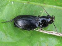 Pterostichus melanarius