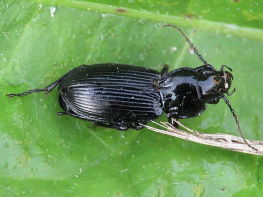 Pterostichus melanarius