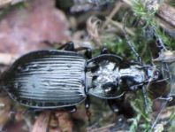 Pterostichus oblongopunctatus, Echter Schulterläufer