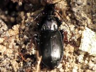 Pterostichus oblongopunctatus, Echter Schulterläufer